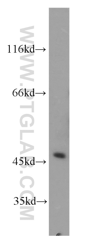 Western Blot (WB) analysis of Jurkat cells using AGFG2 Polyclonal antibody (11919-1-AP)