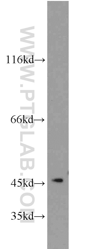 Western Blot (WB) analysis of Jurkat cells using AGFG2 Polyclonal antibody (11919-1-AP)