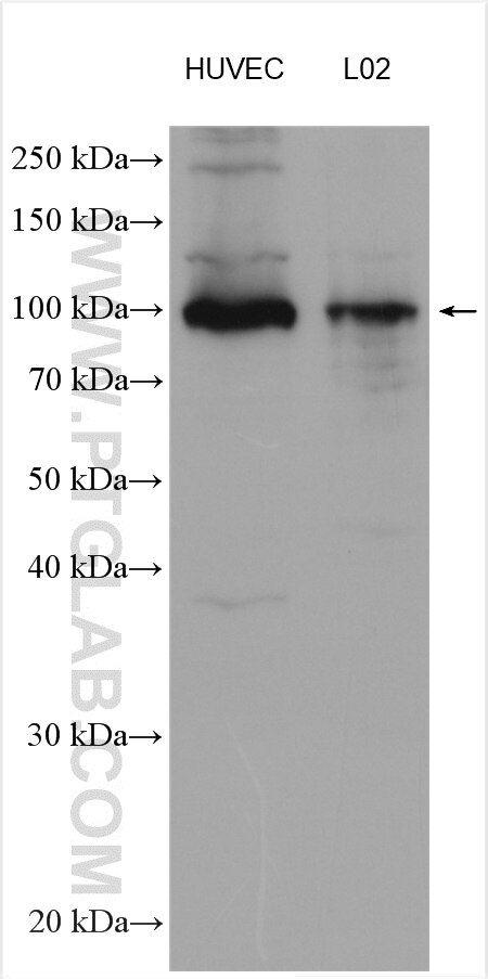 Western Blot (WB) analysis of various lysates using AGGF1 Polyclonal antibody (11889-1-AP)