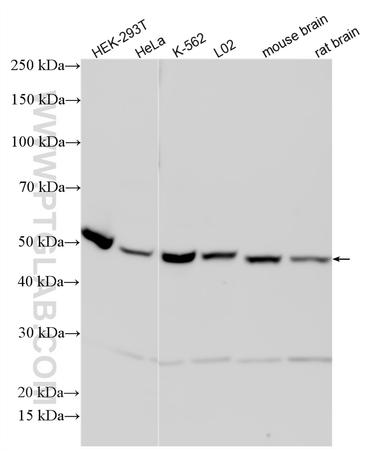 Western Blot (WB) analysis of various lysates using AGK Polyclonal antibody (33759-1-AP)