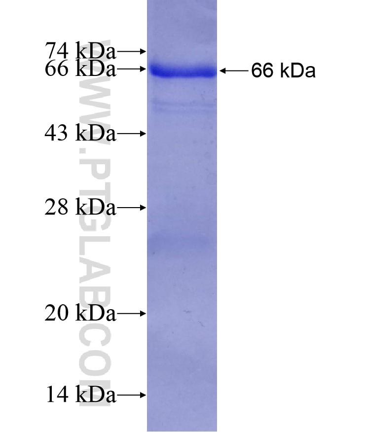AGL fusion protein Ag9962 SDS-PAGE