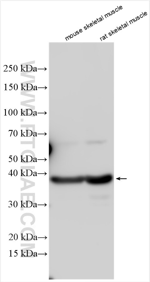 Western Blot (WB) analysis of various lysates using AGMAT Polyclonal antibody (21899-1-AP)