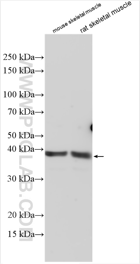 Western Blot (WB) analysis of various lysates using AGMAT Polyclonal antibody (21899-1-AP)