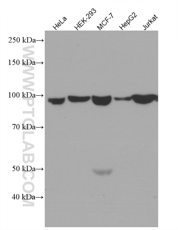 Western Blot (WB) analysis of various lysates using AGO2 Monoclonal antibody (66720-1-Ig)