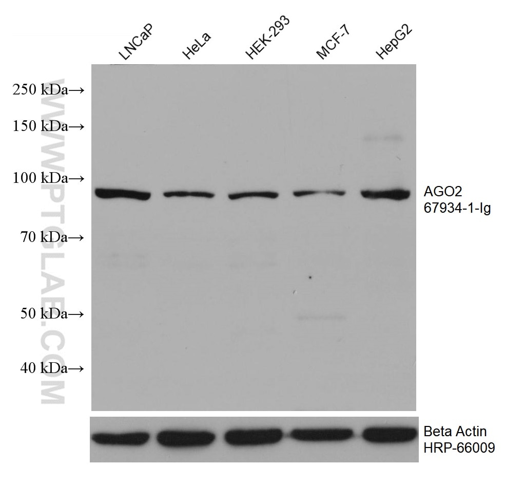 Western Blot (WB) analysis of various lysates using AGO2 Monoclonal antibody (67934-1-Ig)