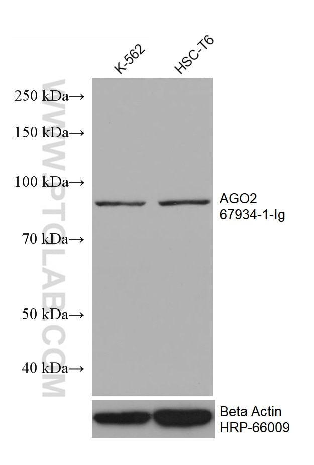 Western Blot (WB) analysis of various lysates using AGO2 Monoclonal antibody (67934-1-Ig)