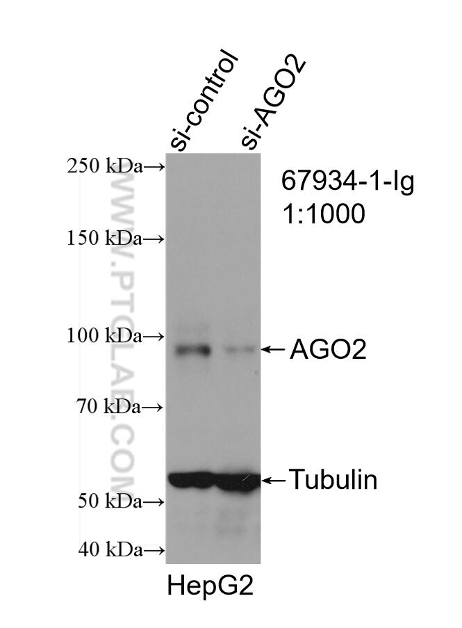 Western Blot (WB) analysis of HepG2 cells using AGO2 Monoclonal antibody (67934-1-Ig)