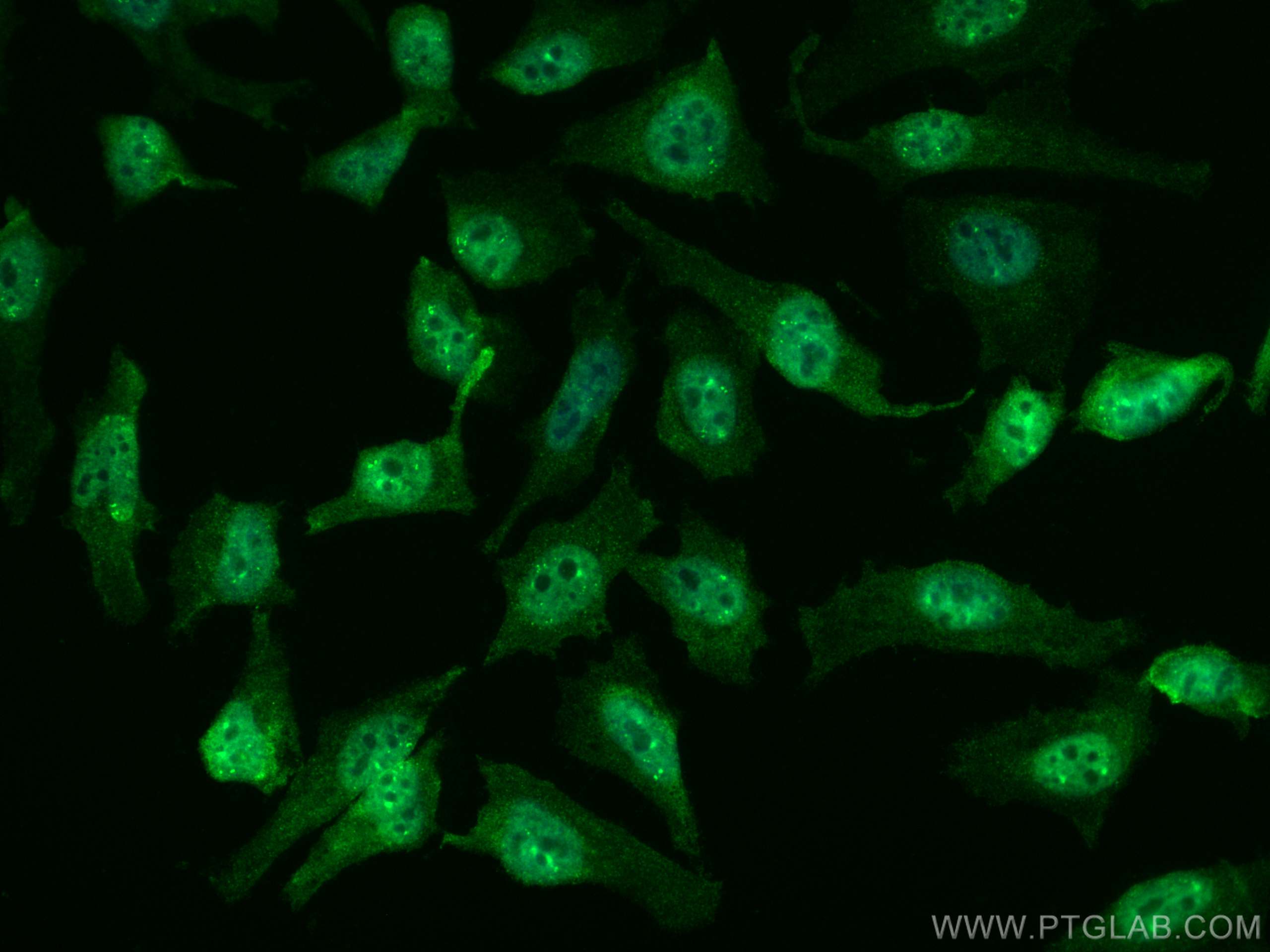 Immunofluorescence (IF) / fluorescent staining of HeLa cells using CoraLite® Plus 488-conjugated AGO2 Monoclonal anti (CL488-67934)