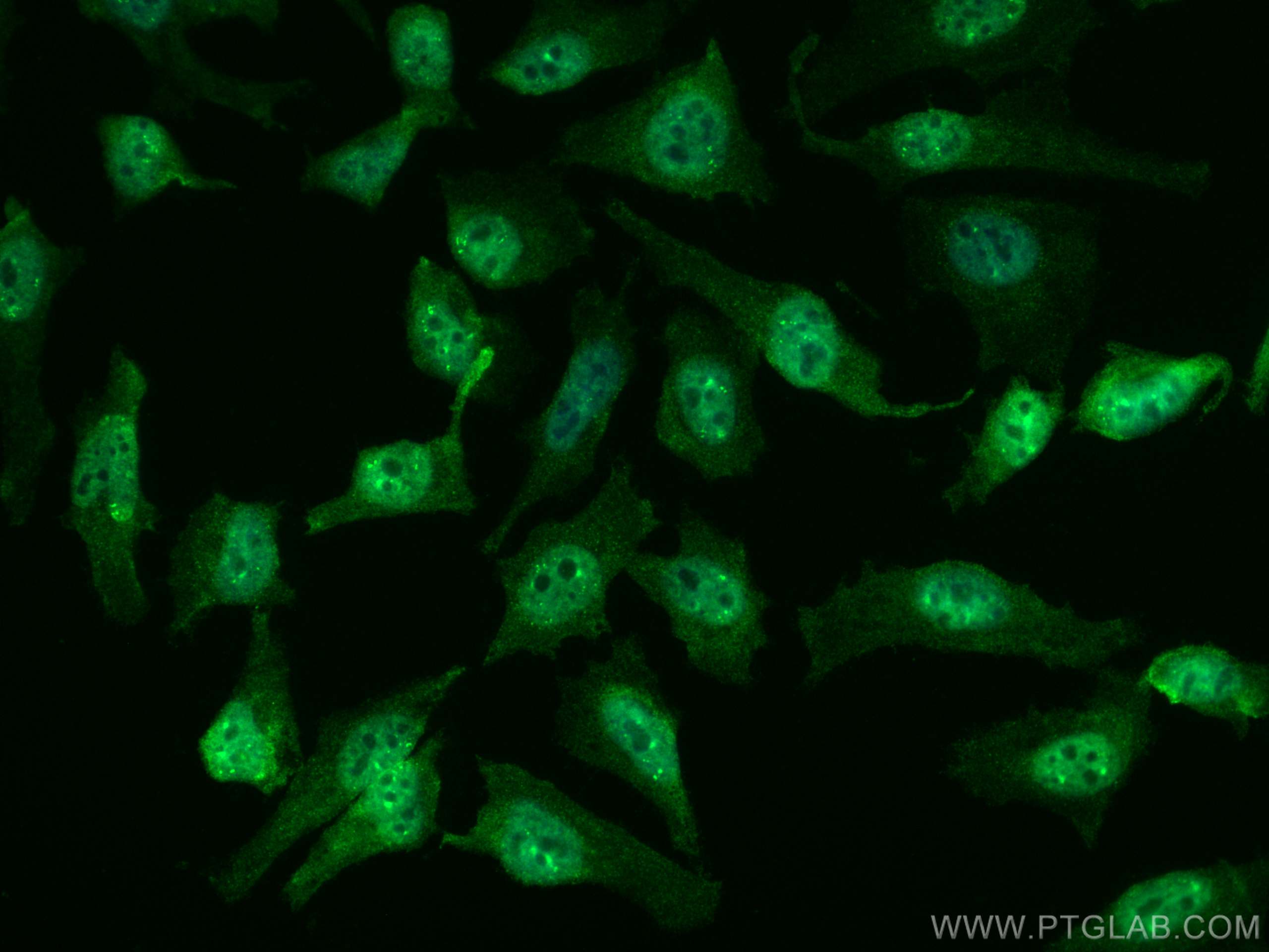 IF Staining of HeLa using CL488-67934