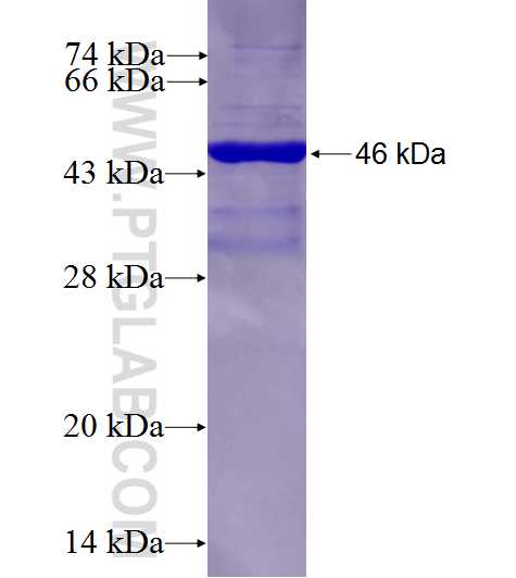 AGO2 fusion protein Ag27824 SDS-PAGE