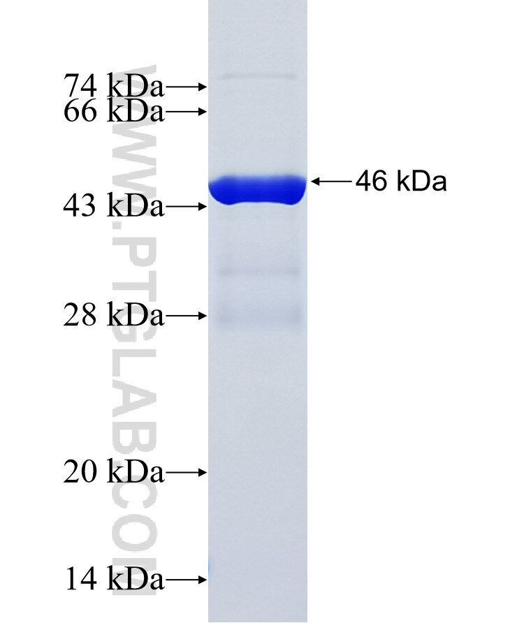 AGO2 fusion protein Ag27824 SDS-PAGE