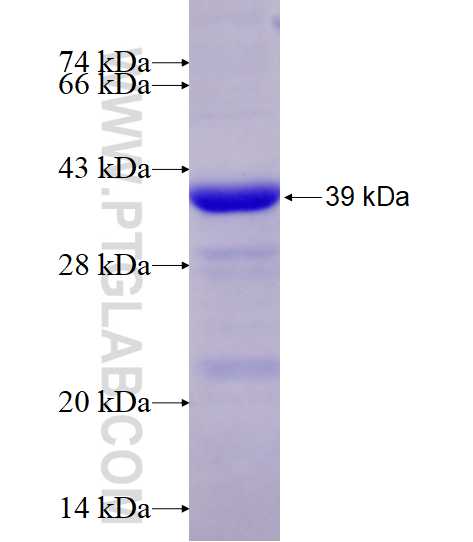 AGO2 fusion protein Ag17723 SDS-PAGE