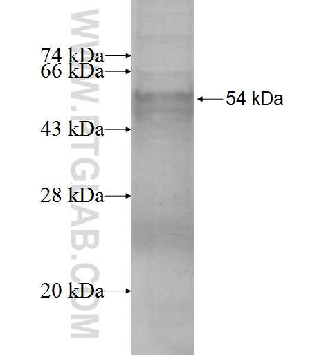AGPAT1 fusion protein Ag0837 SDS-PAGE