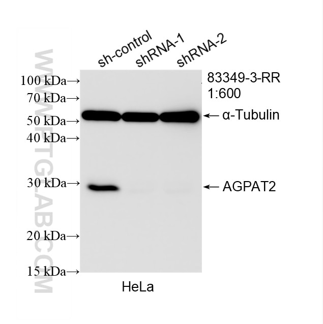 Western Blot (WB) analysis of HeLa cells using AGPAT2 Recombinant monoclonal antibody (83349-3-RR)