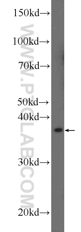 Western Blot (WB) analysis of mouse testis tissue using AGPAT3 Polyclonal antibody (25723-1-AP)