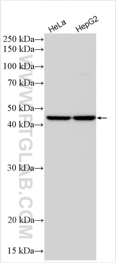 Western Blot (WB) analysis of various lysates using AGPAT4 Polyclonal antibody (16562-1-AP)