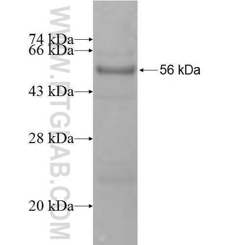 AGPAT4 fusion protein Ag9834 SDS-PAGE