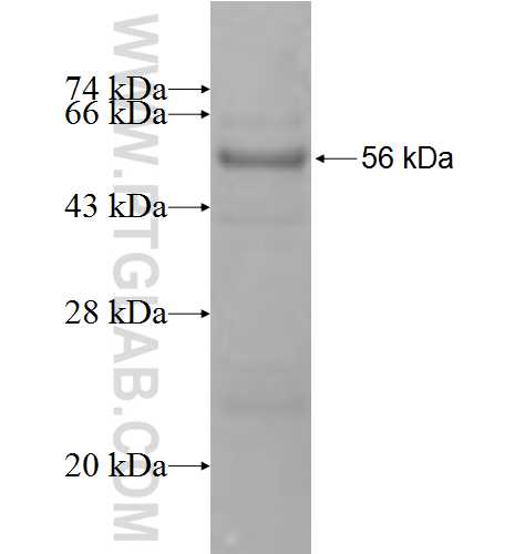 AGPAT4 fusion protein Ag9834 SDS-PAGE