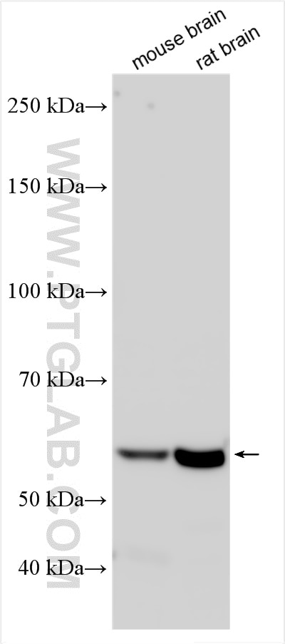 Western Blot (WB) analysis of various lysates using AGPAT6 Polyclonal antibody (16762-1-AP)