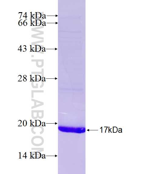 AGPAT6 fusion protein Ag26732 SDS-PAGE