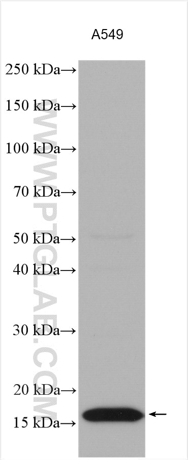 Western Blot (WB) analysis of various lysates using AGR2 Polyclonal antibody (12275-1-AP)