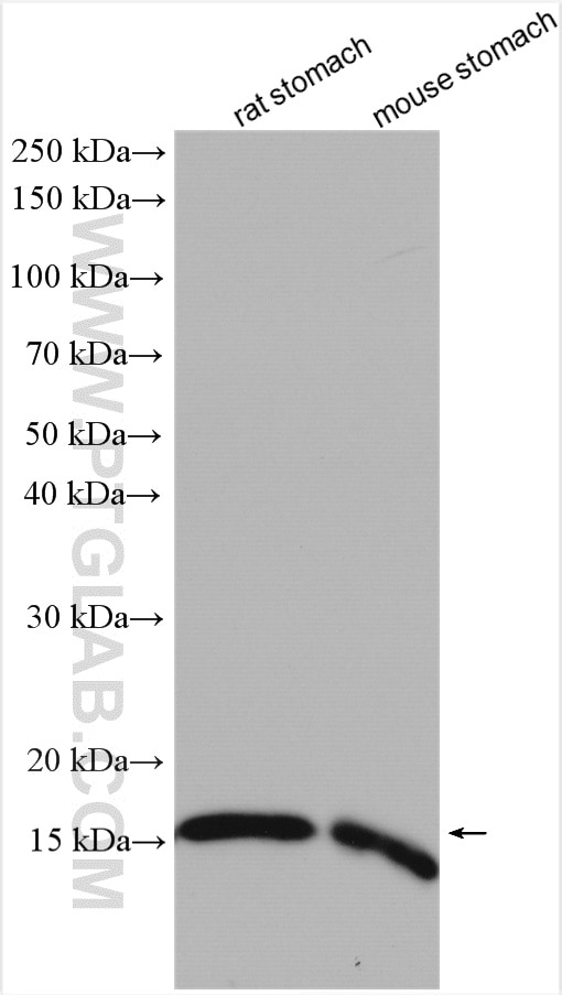 Western Blot (WB) analysis of various lysates using AGR2 Polyclonal antibody (12275-1-AP)