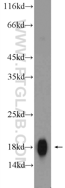 Western Blot (WB) analysis of rat colon tissue using AGR2 Polyclonal antibody (12275-1-AP)