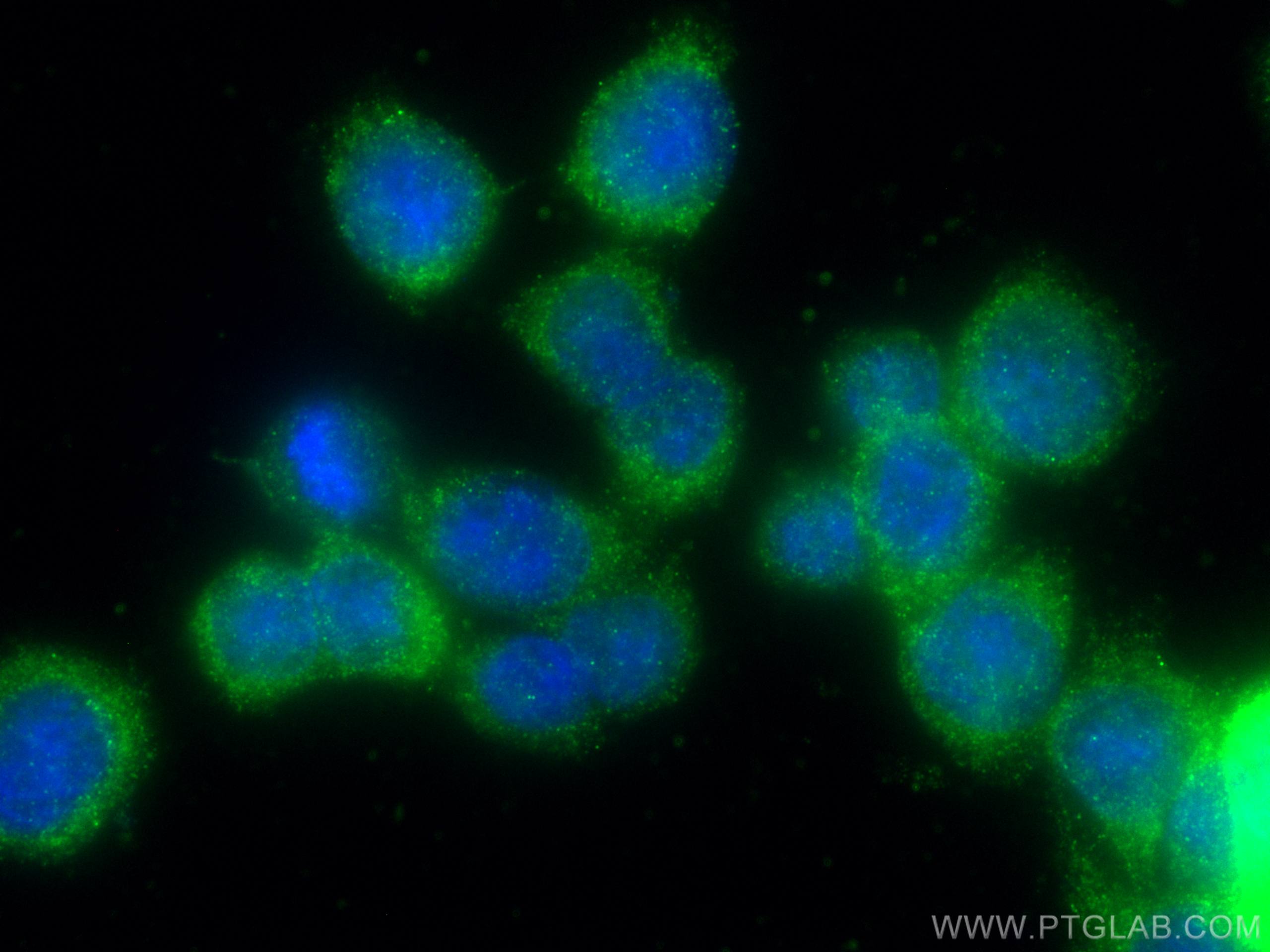 Immunofluorescence (IF) / fluorescent staining of HT-29 cells using AGR2 Monoclonal antibody (66768-1-Ig)