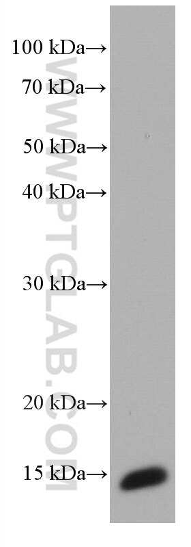 Western Blot (WB) analysis of T-47D cells using AGR2 Monoclonal antibody (66768-1-Ig)