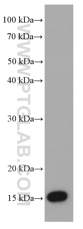 Western Blot (WB) analysis of HT-29 cells using AGR2 Monoclonal antibody (66768-1-Ig)