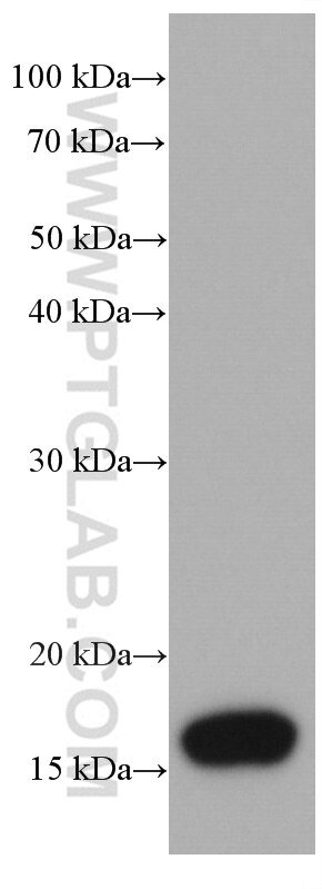 Western Blot (WB) analysis of pig stomach tissue using AGR2 Monoclonal antibody (66768-1-Ig)