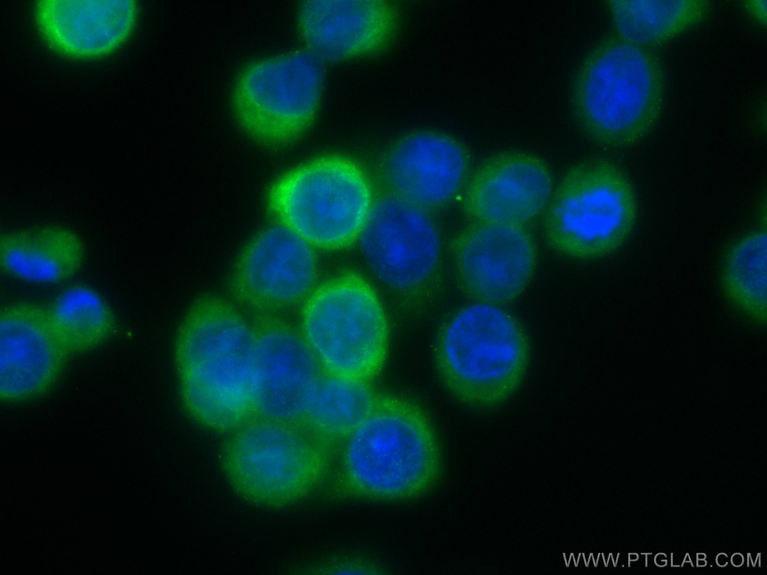 Immunofluorescence (IF) / fluorescent staining of HT-29 cells using CoraLite® Plus 488-conjugated AGR2 Monoclonal anti (CL488-66768)
