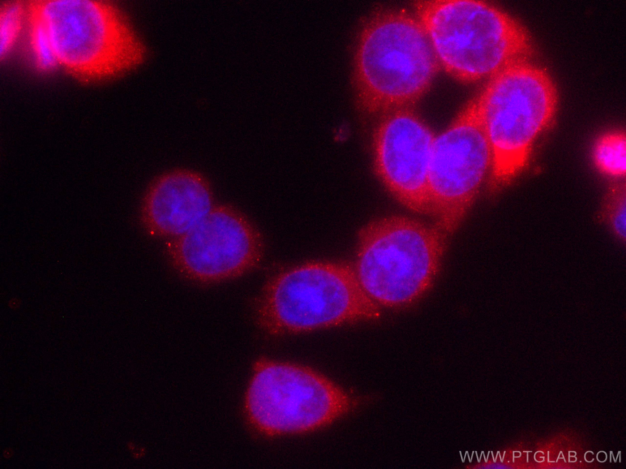 Immunofluorescence (IF) / fluorescent staining of HT-29 cells using CoraLite®594-conjugated AGR2 Monoclonal antibody (CL594-66768)