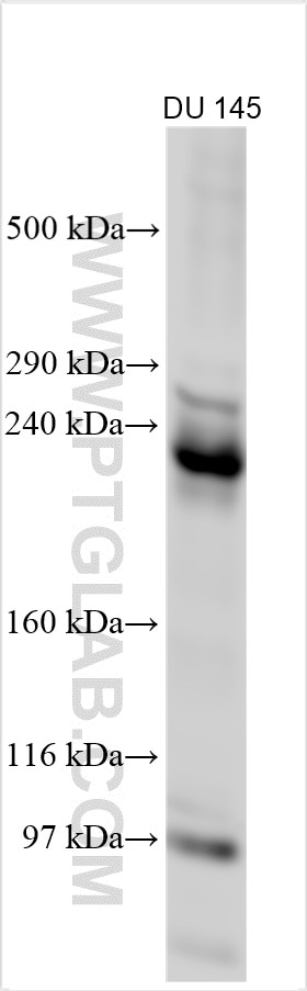 Western Blot (WB) analysis of various lysates using AGRN Polyclonal antibody (20692-1-AP)