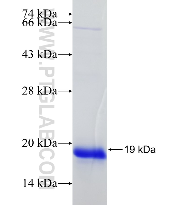 AGRP fusion protein Ag16732 SDS-PAGE