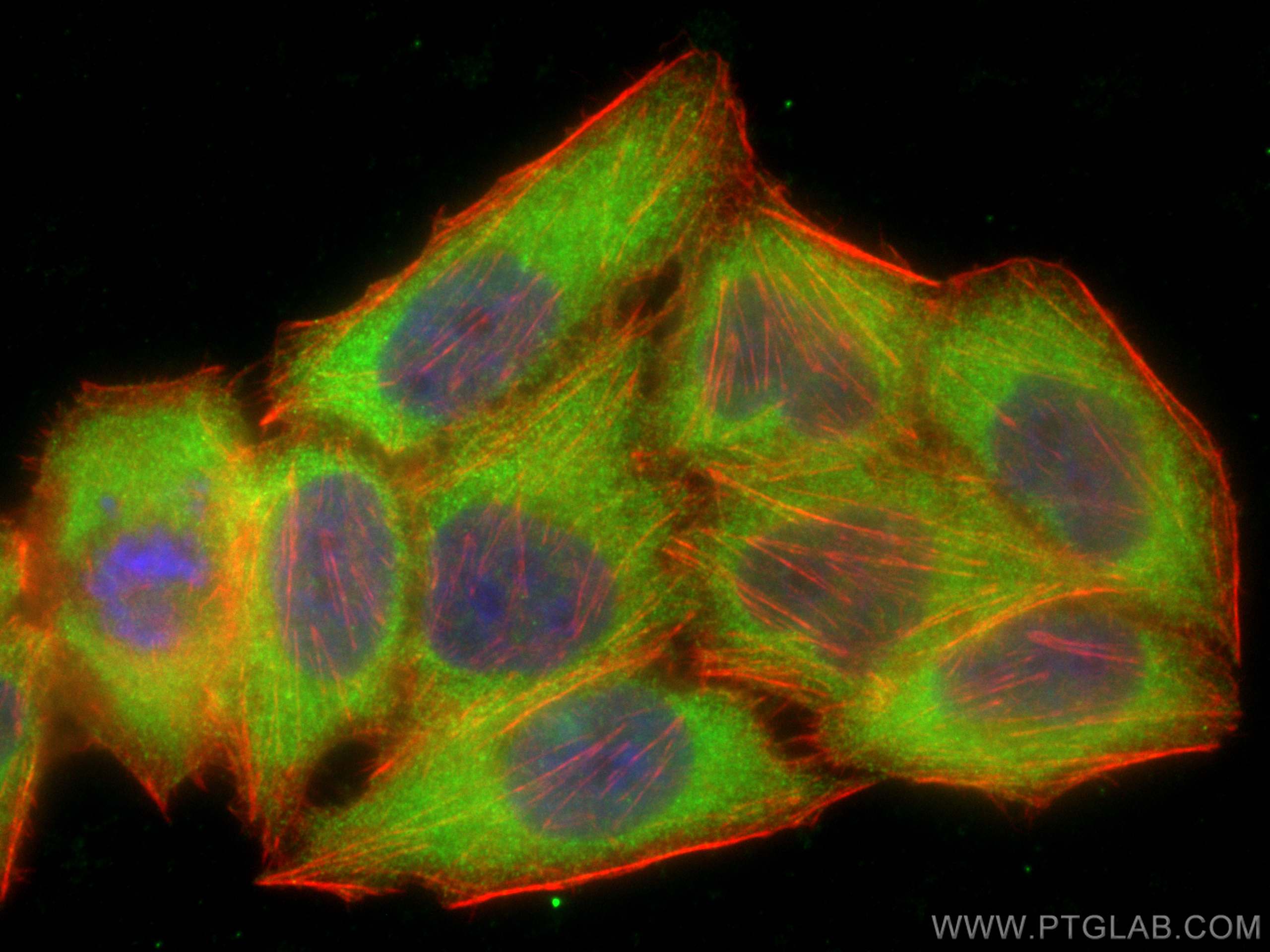 Immunofluorescence (IF) / fluorescent staining of L02 cells using Angiotensinogen Polyclonal antibody (23972-1-AP)