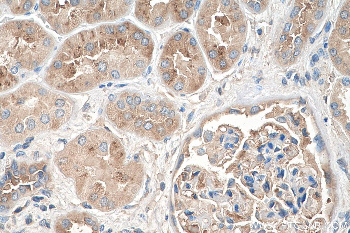 Immunohistochemistry (IHC) staining of human kidney tissue using AGT Monoclonal antibody (68020-1-Ig)