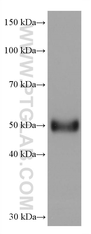 Western Blot (WB) analysis of HuH-7 cells using AGT Monoclonal antibody (68020-1-Ig)
