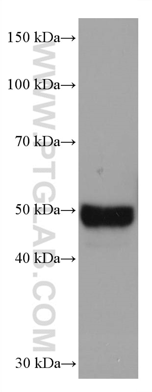 Western Blot (WB) analysis of THP-1 cells using AGT Monoclonal antibody (68020-1-Ig)