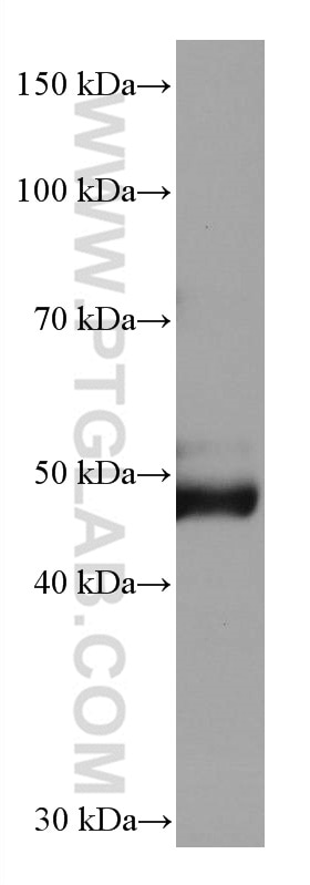Western Blot (WB) analysis of pig plasma using AGT Monoclonal antibody (68020-1-Ig)