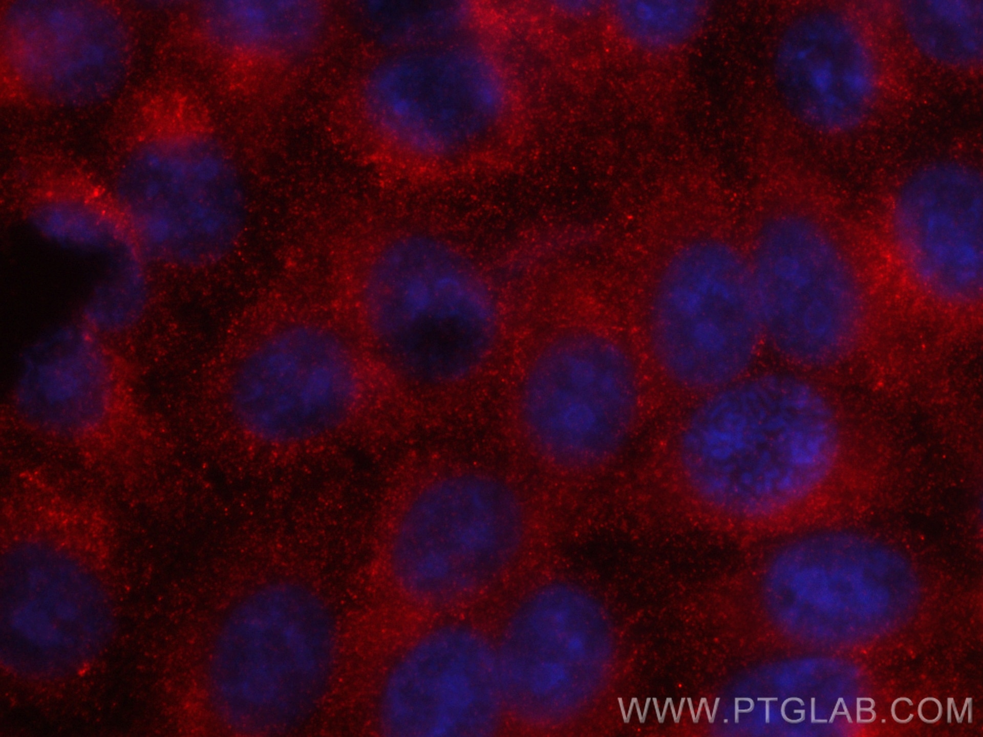 Immunofluorescence (IF) / fluorescent staining of HepG2 cells using CoraLite®594-conjugated Angiotensinogen/AGT Monocl (CL594-68020)