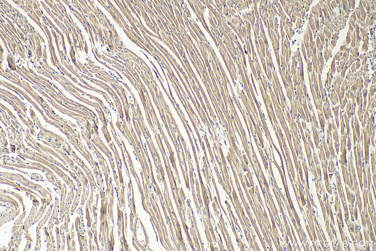 IHC staining of mouse heart using 25343-1-AP