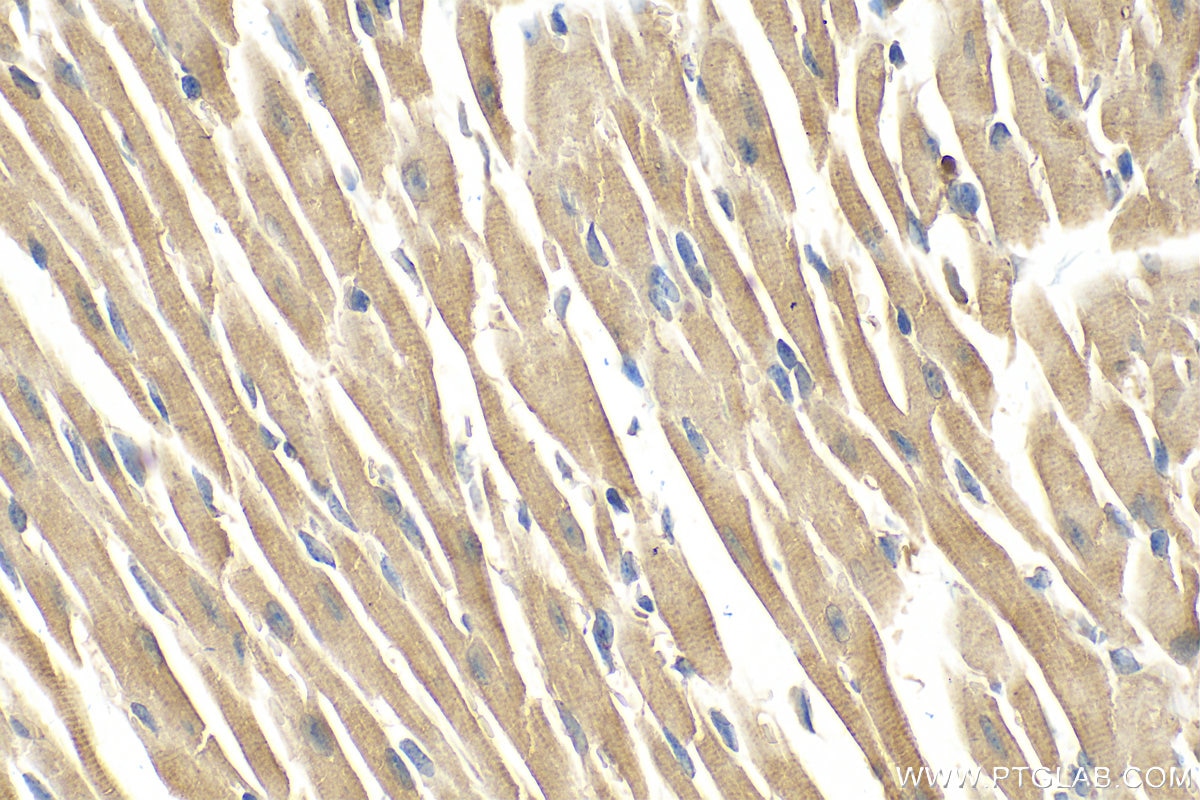 IHC staining of mouse heart using 25343-1-AP