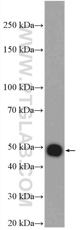 Western Blot (WB) analysis of mouse heart tissue using AGTR1 Polyclonal antibody (25343-1-AP)