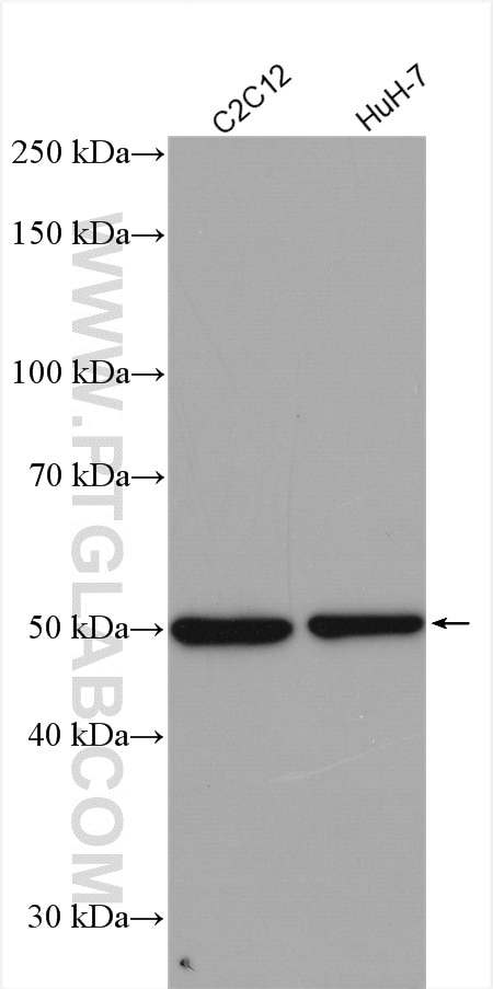 Western Blot (WB) analysis of various lysates using AGTR1 Polyclonal antibody (25343-1-AP)