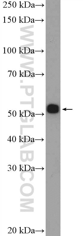 Western Blot (WB) analysis of PC-12 cells using AGTR1 Polyclonal antibody (25343-1-AP)