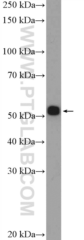 WB analysis of PC-12 using 25343-1-AP