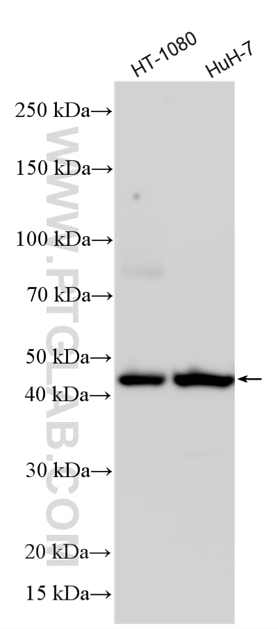 Various lysates were subjected to SDS PAGE followed by western blot with 25343-1-AP (AGTR1 antibody) at dilution of 1:400 incubated at room temperature for 1.5 hours. Western Blot (WB) analysis of various lysates using AGTR1 Polyclonal antibody (25343-1-AP)