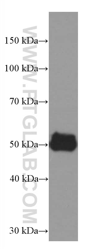 Western Blot (WB) analysis of pig heart tissue using AGTR1 Monoclonal antibody (66415-1-Ig)