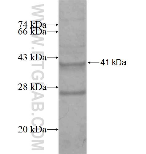 AGTRAP fusion protein Ag2116 SDS-PAGE